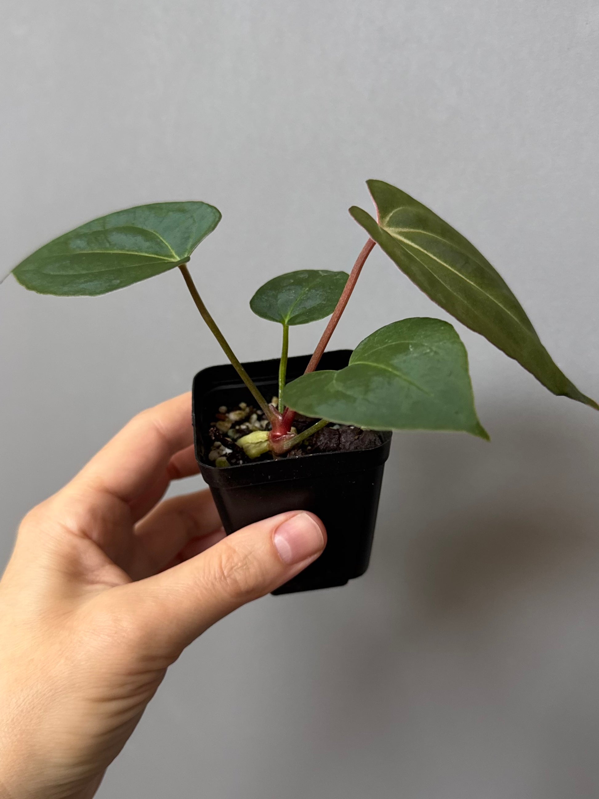 Anthurium (Papillilaminum Daniel x Besseae aff.) x  (NSE Red Crystallinum x Carlablackiae)