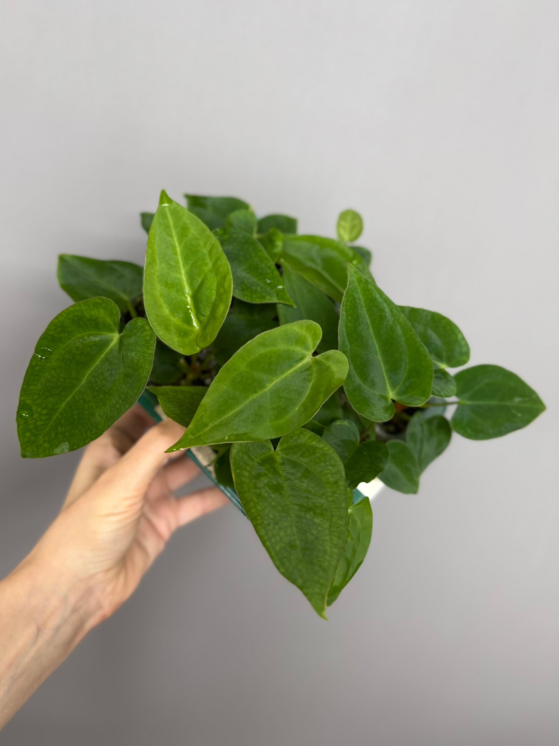 Anthurium magnificum x papillilaminum seedlings