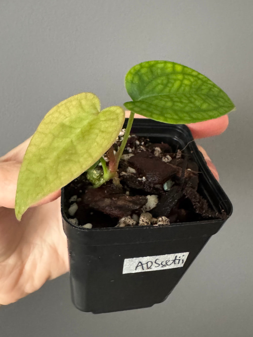 Anthurium AOS x forgetii dark