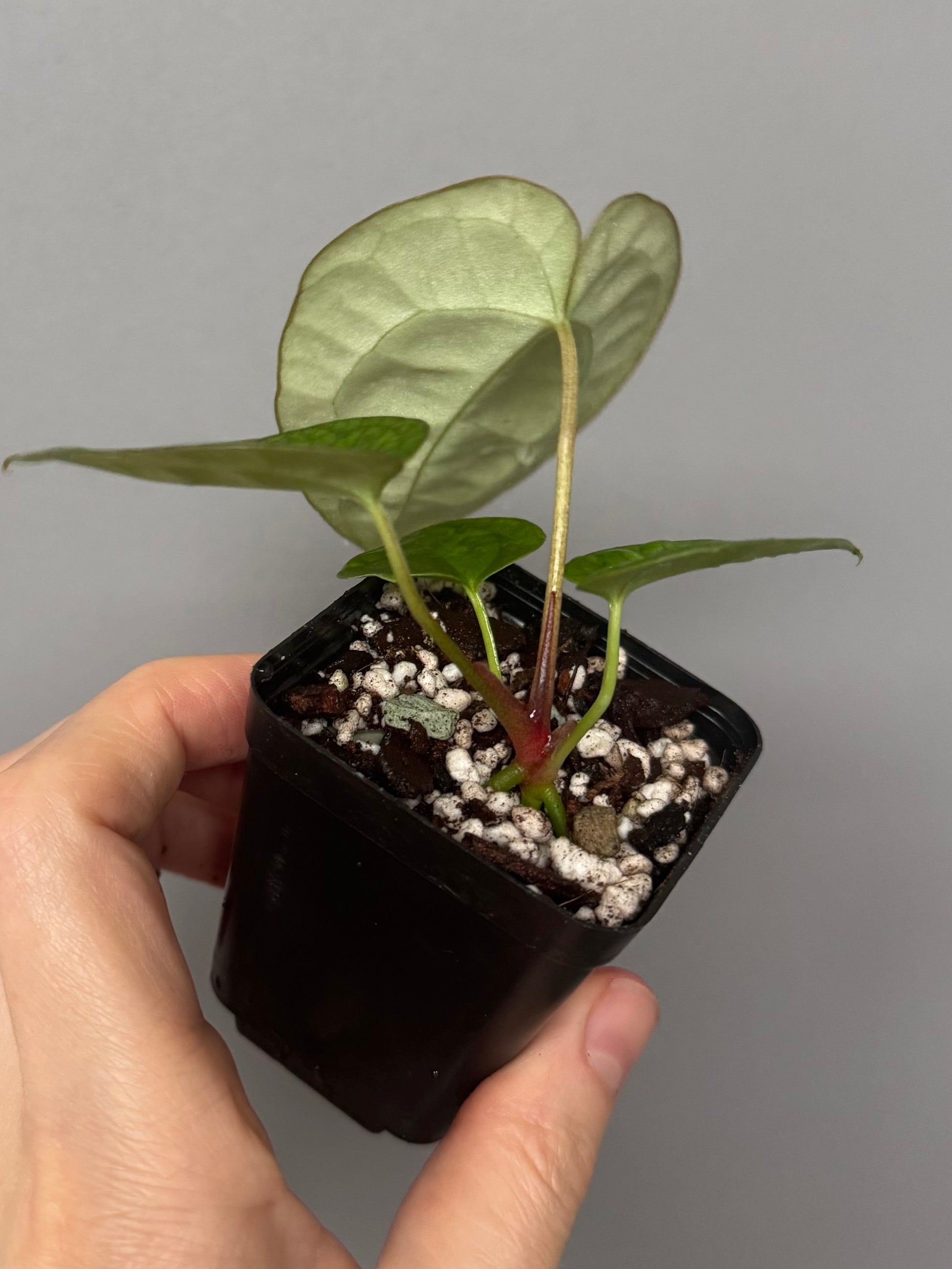 Anthurium NoID x (AOS x forgetii)