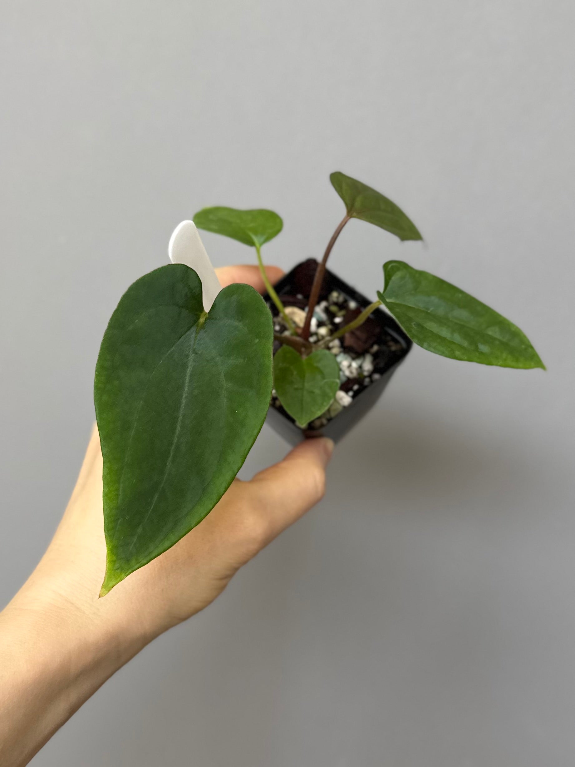 Anthurium (BVEP x Kuna) x (BVEP RxF x F) by thelonelysanctuary