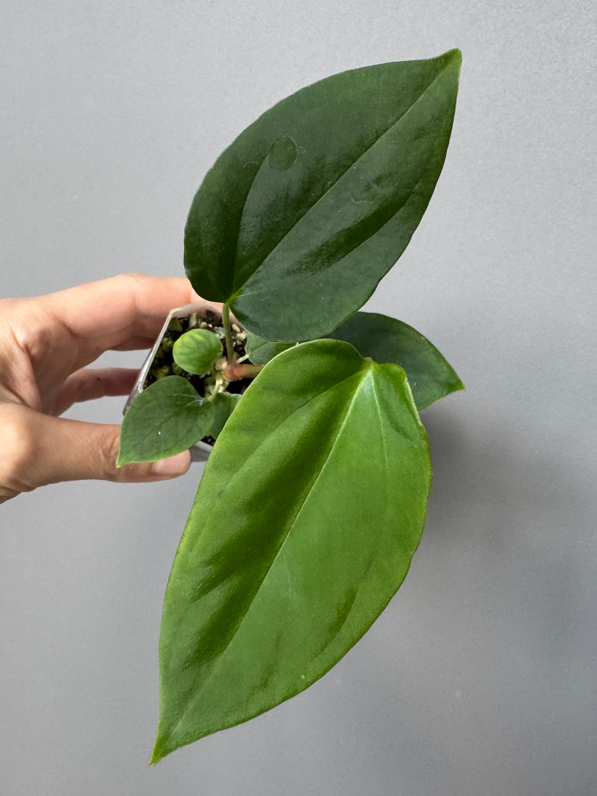 Anthurium Mr. Worldwide x BVEP RoundxFelix (#3) (by variegated_stringray)