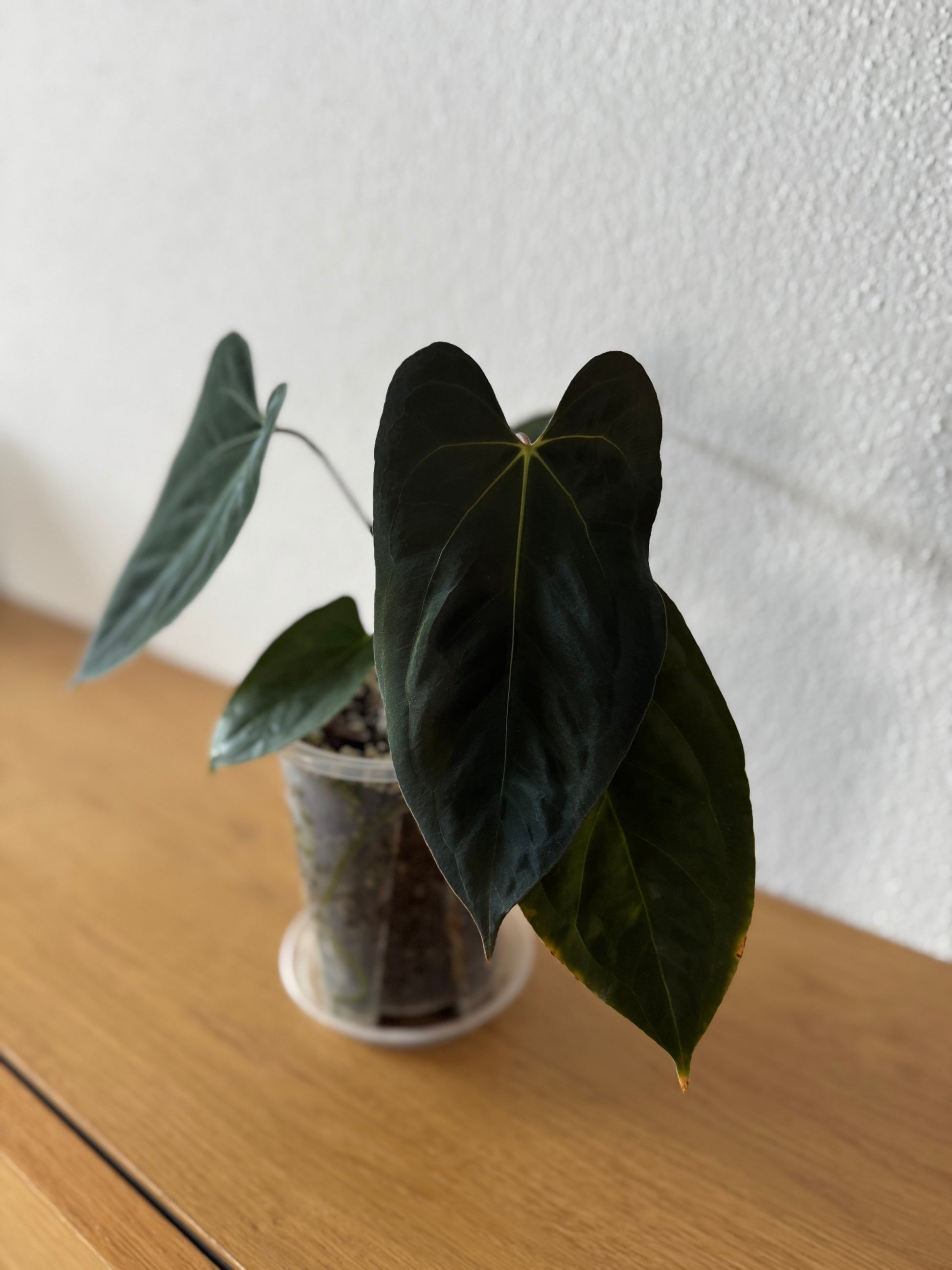 Anthurium papillilaminum x Darkest Panama (#2)