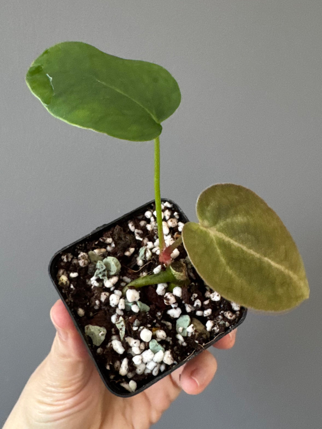 Anthurium forgetii x carlablackiae