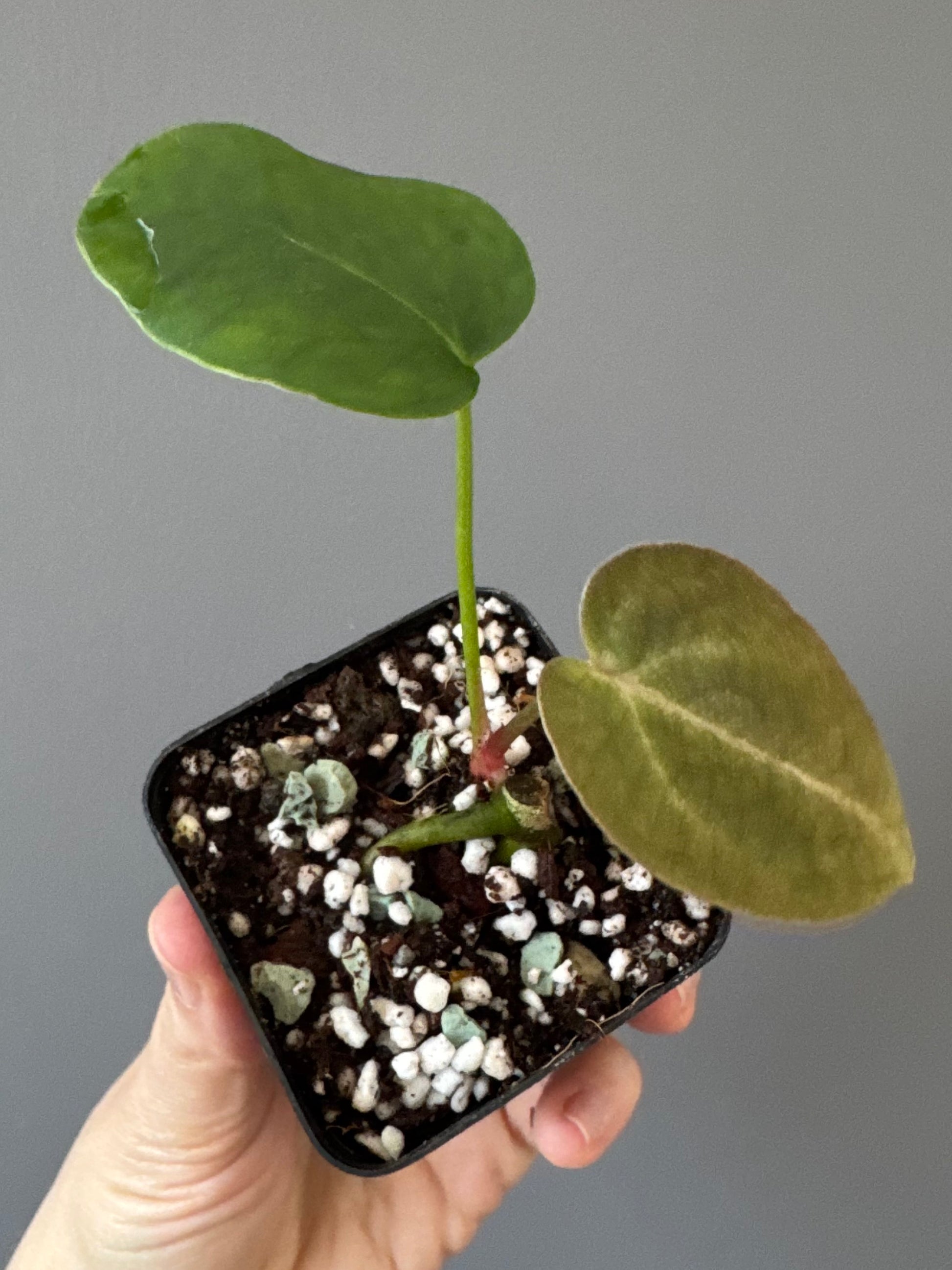 Anthurium forgetii x carlablackiae