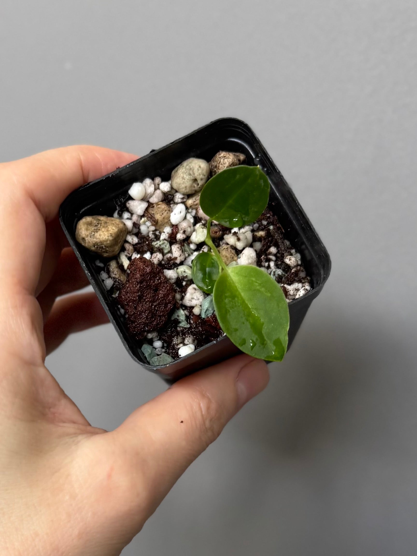 (Papillilaminum Daniel x Besseae aff.) X warocqueanum