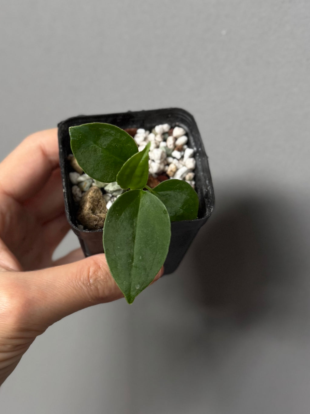 (Papillilaminum Daniel x Besseae aff.) x warocqueanum (seedling 3)