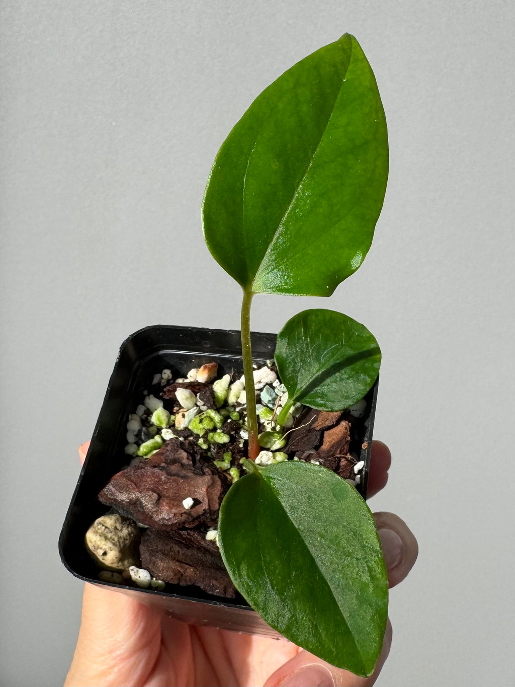Anthurium ((Carla x RG dressleri) x Mr. Worldwide / or Papillilaminum Daniel) x nigrolaminum Gigi