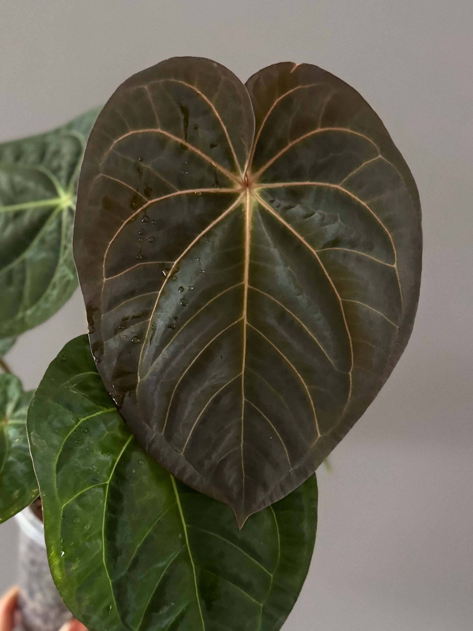 *NEW* Anthurium (Carla x Kunayalense #1) x (RLFS x Mr. Worldwide)