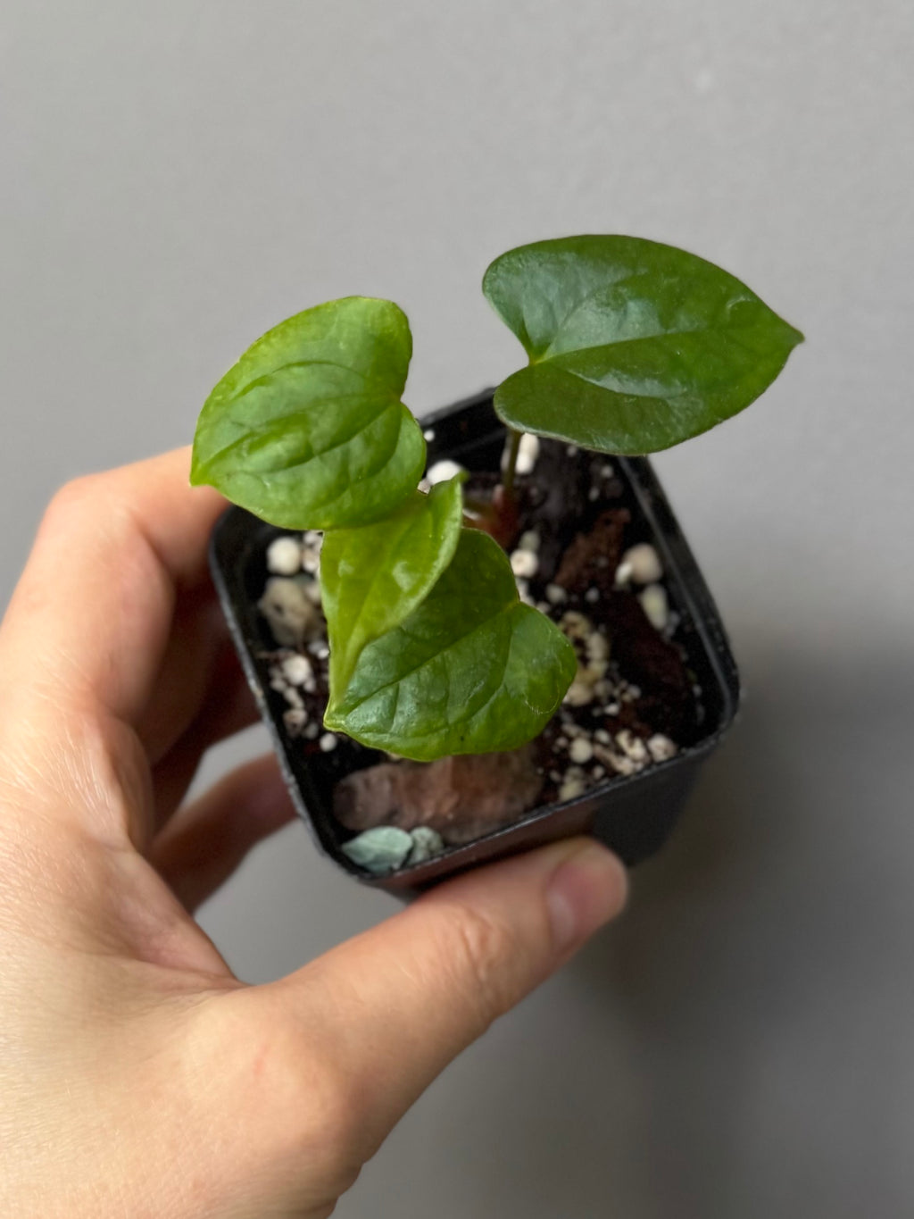 Anthurium papillilaminum Fort Sherman x RVDP (FSxRVDP)