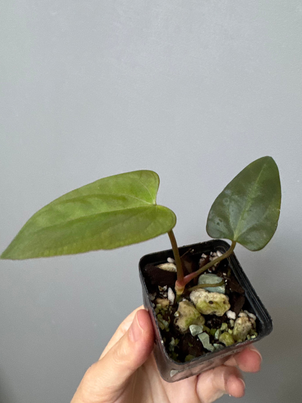 Anthurium Mr. Worldwide x (RG dress x Carla ‘Amanda’) (#2)