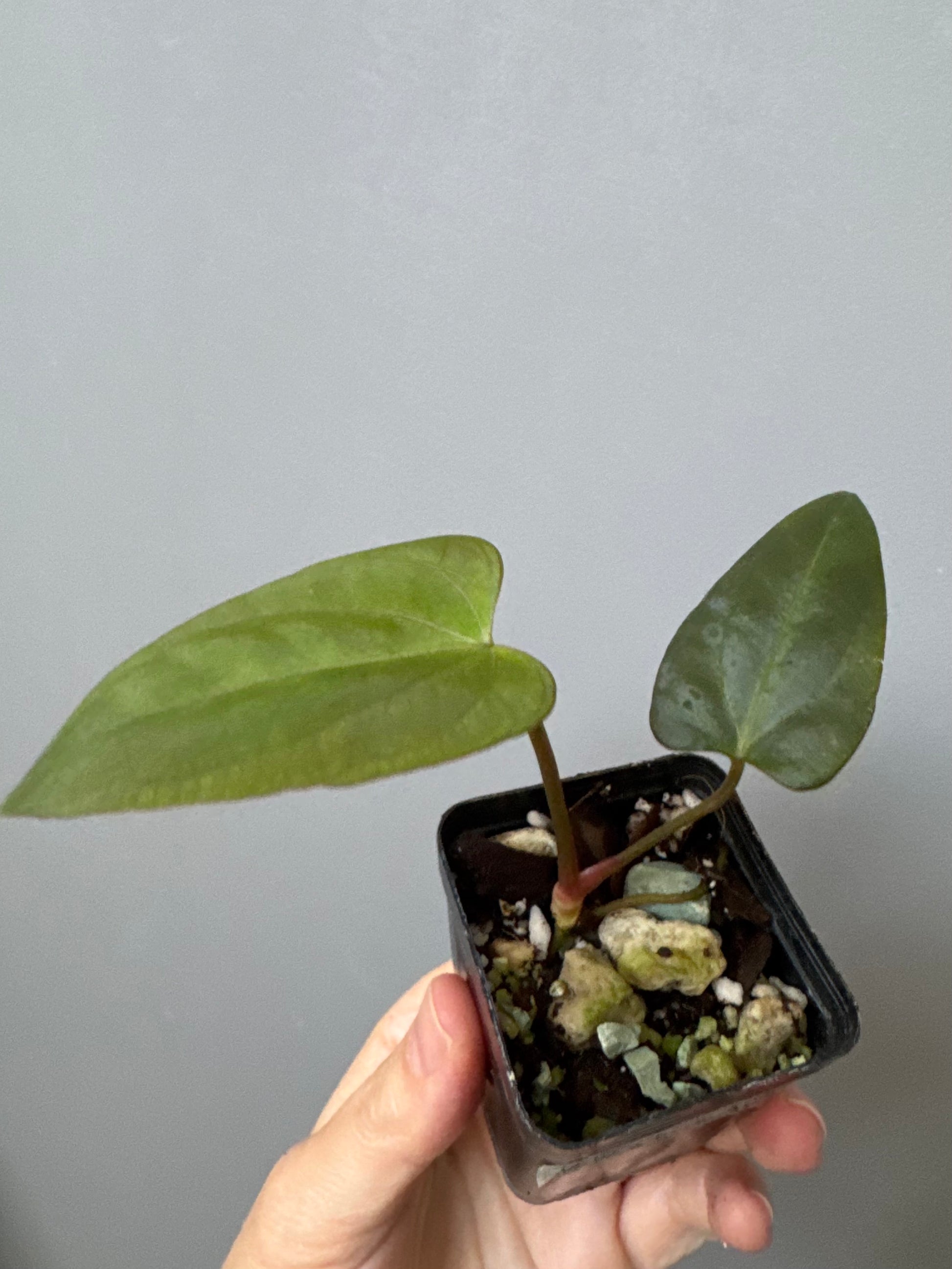 Anthurium Mr. Worldwide x (RG dress x Carla ‘Amanda’) (#2)