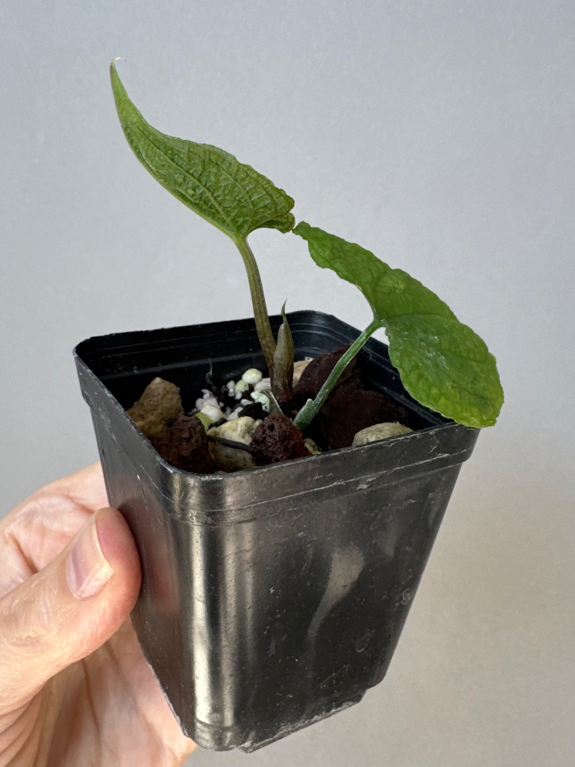 Anthurium clidemioides