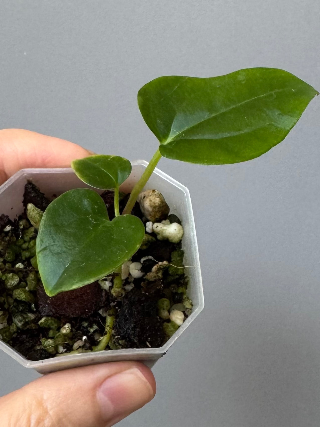 Anthurium carlablackiae Max2 (=select Wu1 xself) x debilis (maxaroids)