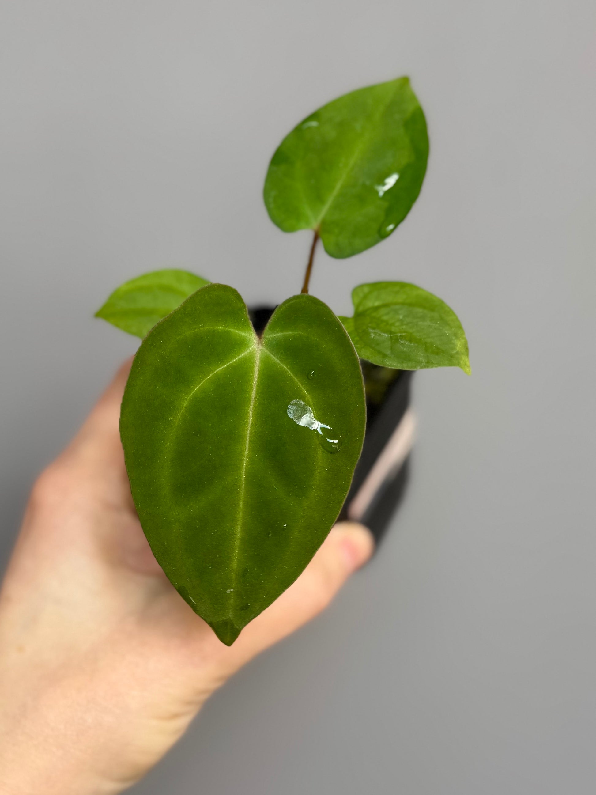 Anthurium papillilaminum x besseae aff.