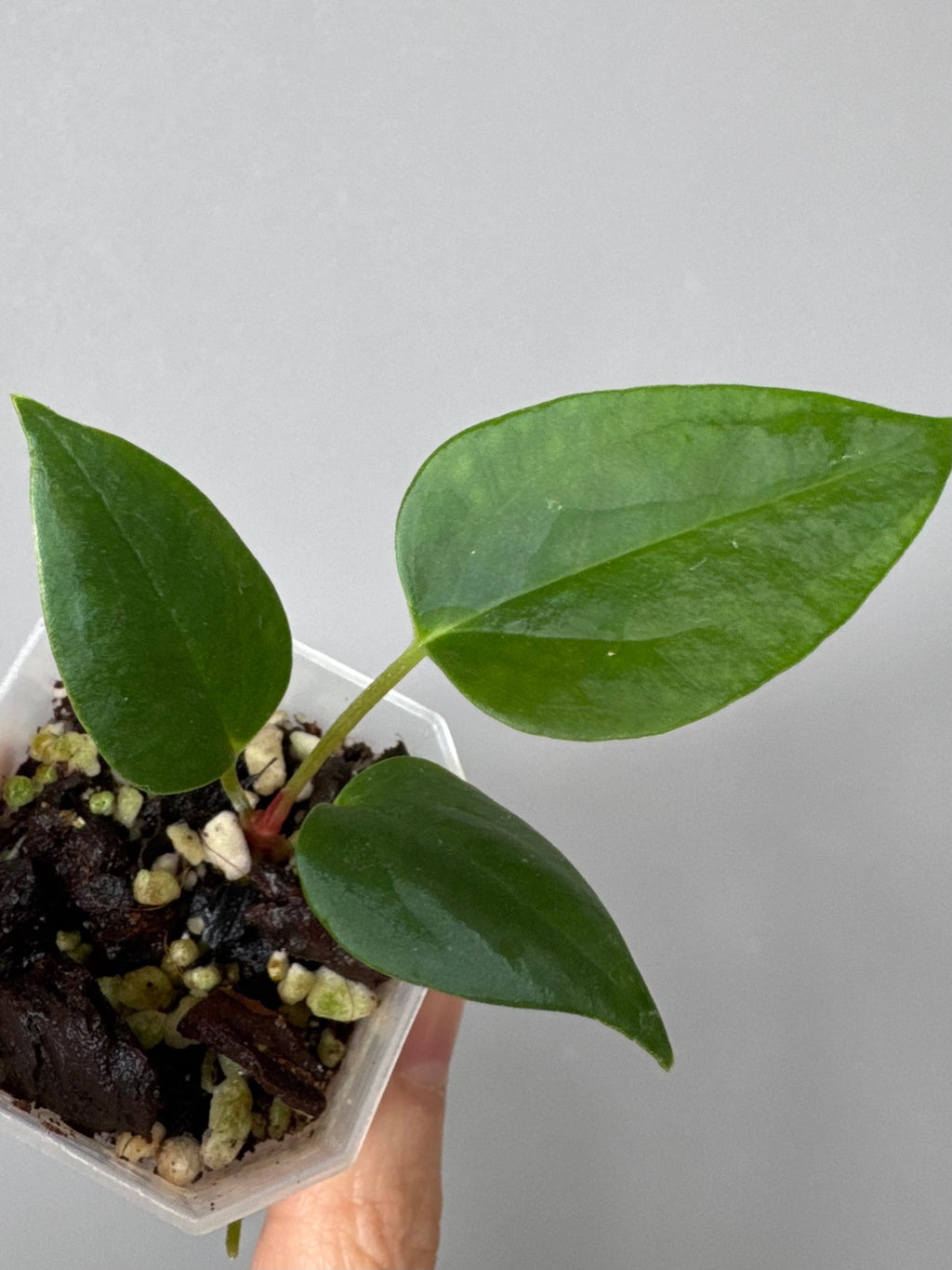 Anthurium (Subsignatum x Pap Marie) x (portillae Dorito x RLFS) (#2)