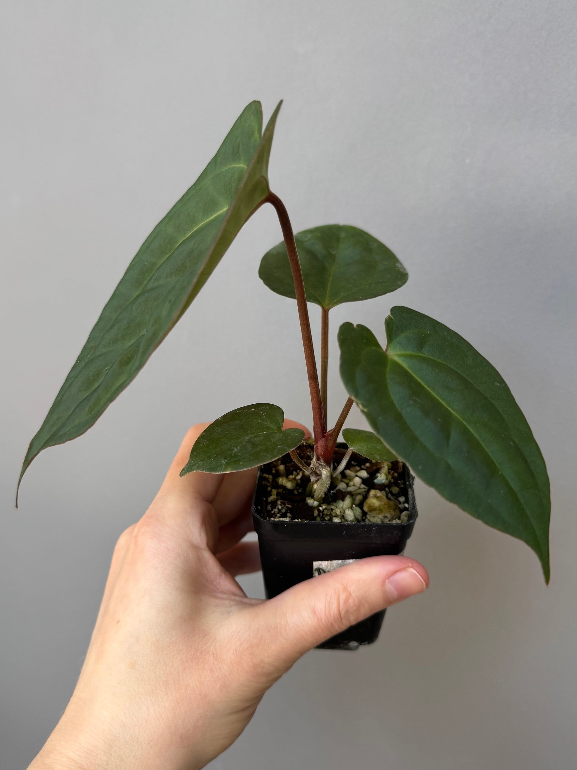 Anthurium (Papillilaminum Daniel x Besseae aff.) x  (NSE Red Crystallinum x Carlablackiae)