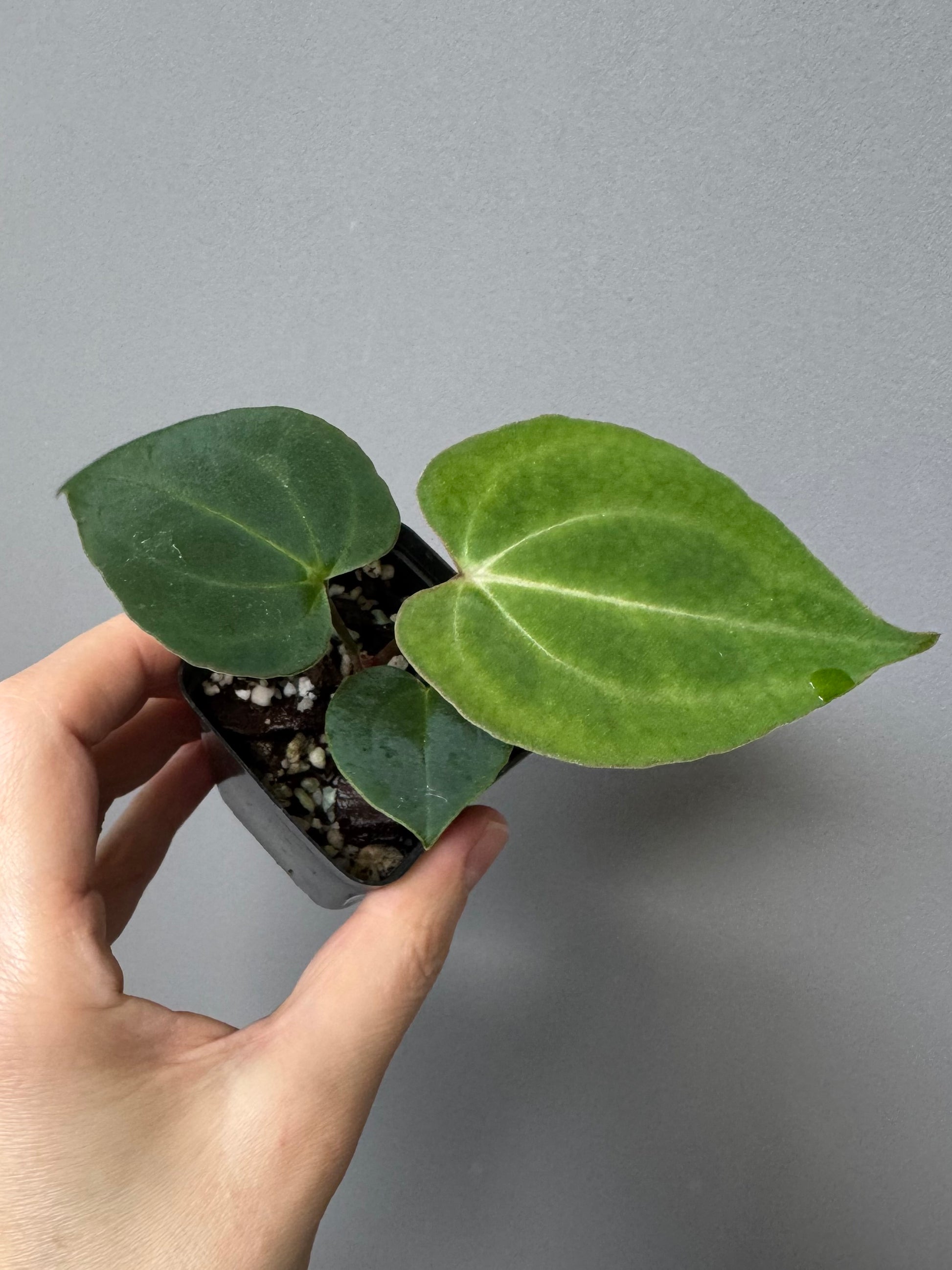 Anthurium (Papillilaminum Daniel x Besseae aff.) x  (NSE Red Crystallinum x Carlablackiae)