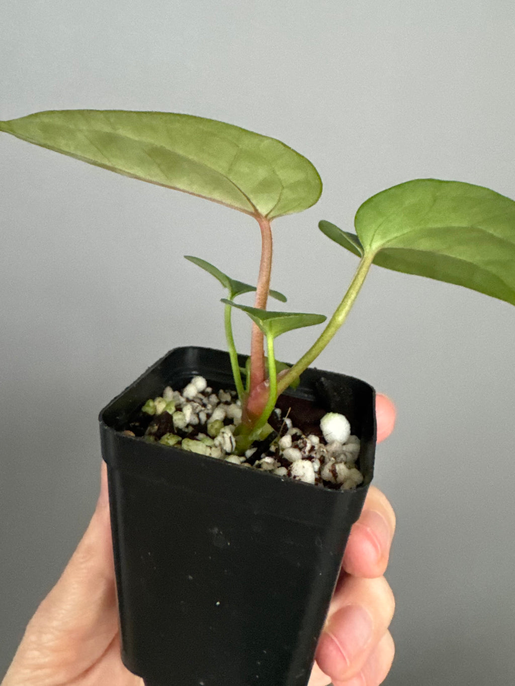 Anthurium (AOS x forgetii) x (NSE Red Crystallinum x Carlablackiae)