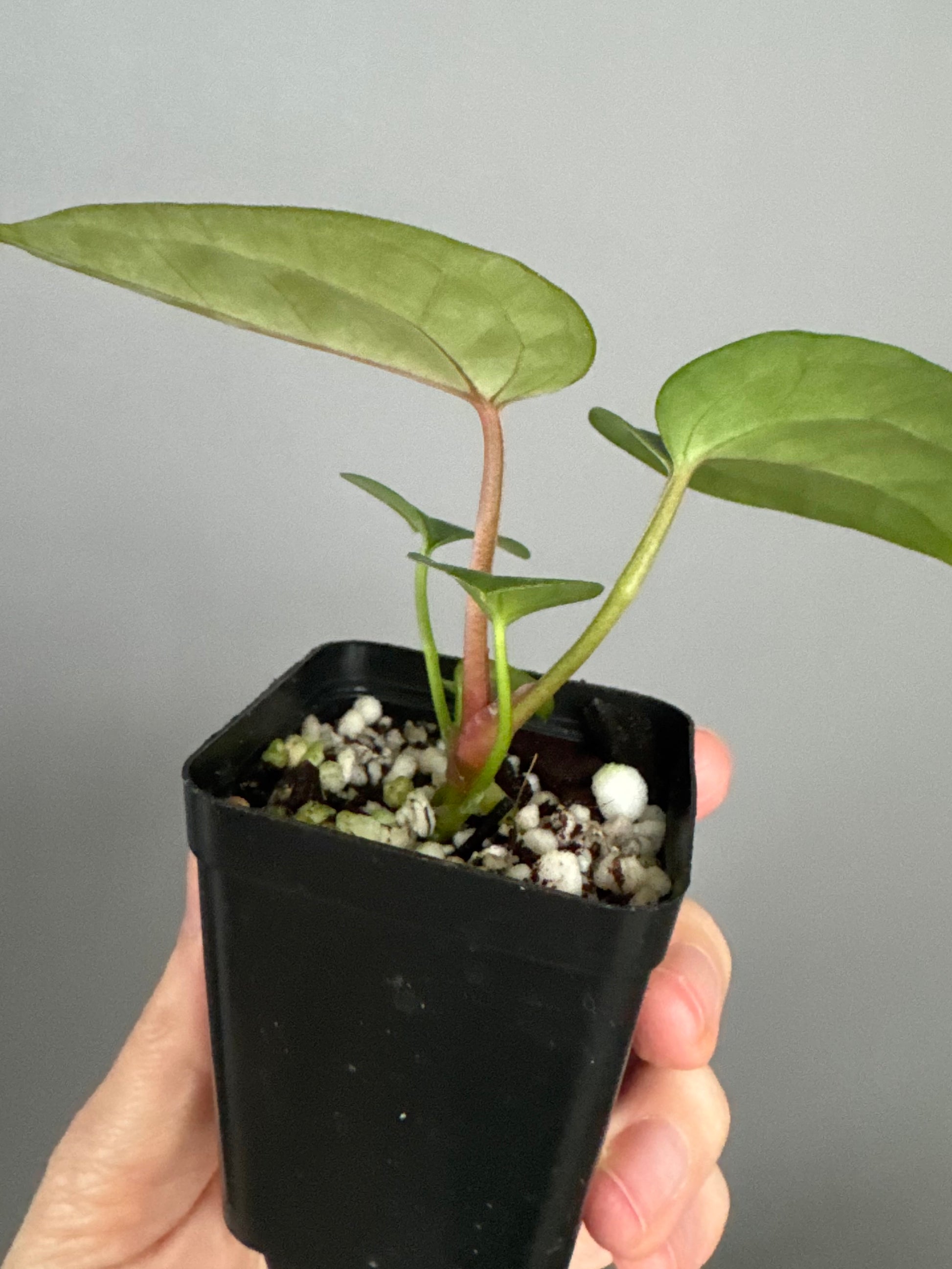 Anthurium (AOS x forgetii) x (NSE Red Crystallinum x Carlablackiae)
