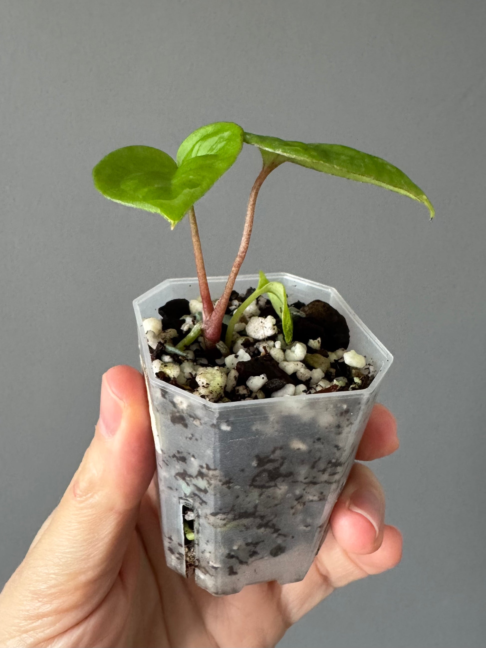 Anthurium RVDP - Red Vein Dark Phoenix - Klon