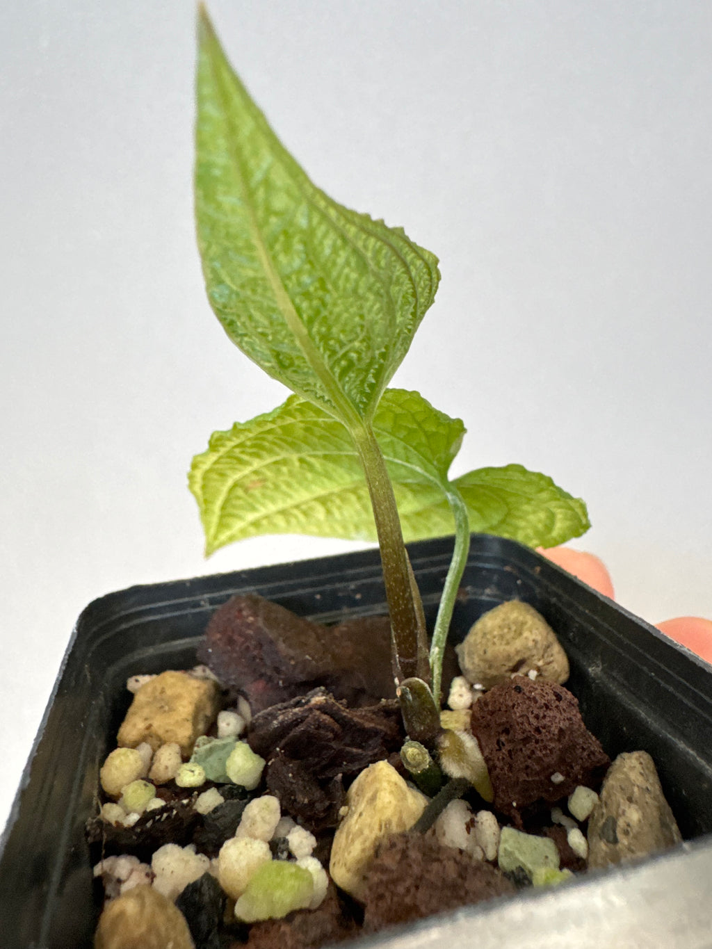 Anthurium clidemioides