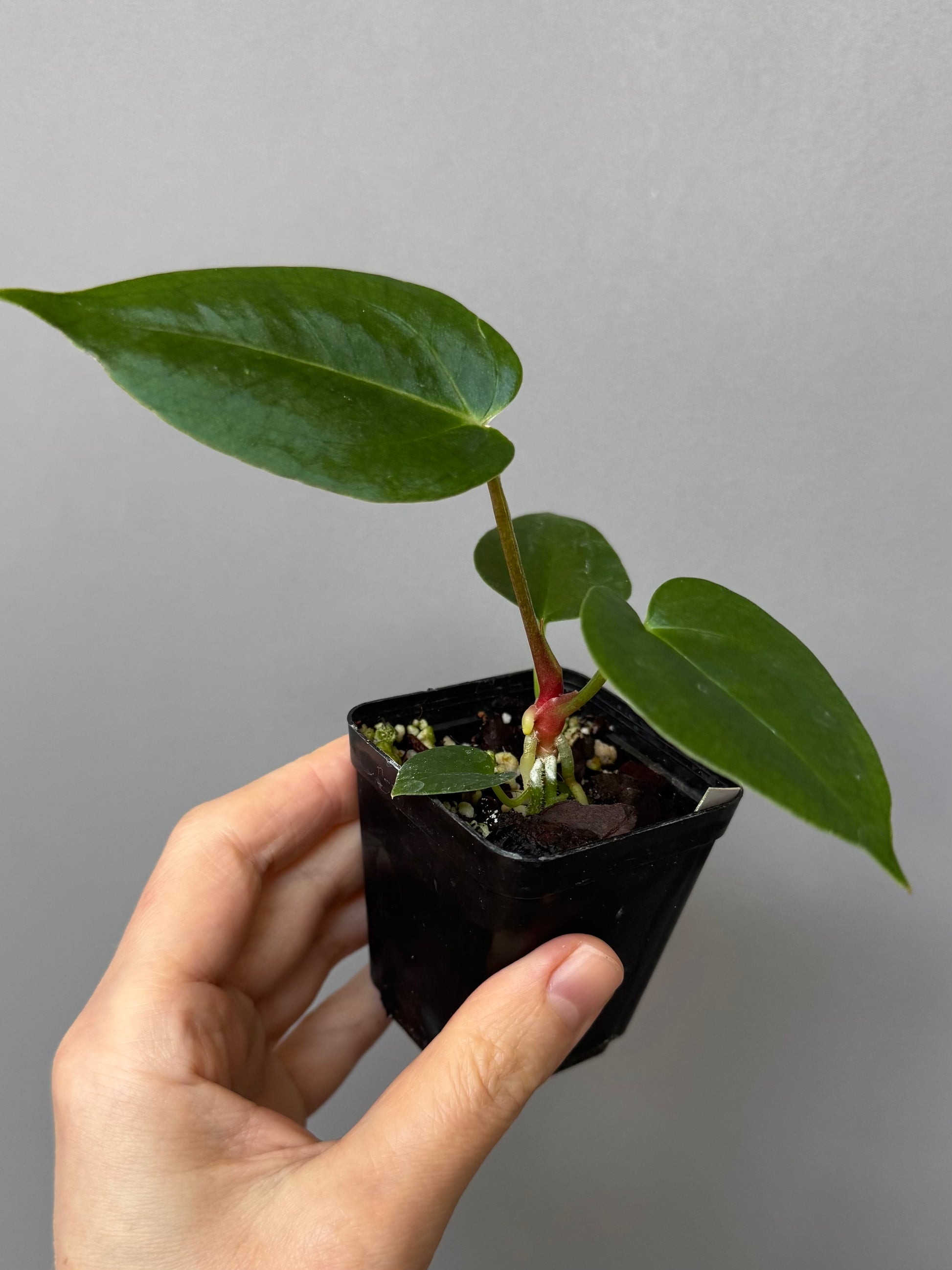 Anthurium (PapillilaminumX x (KOS x Silver Blush)) X (NSE Red Crystallinum x carlablackiae) seedling