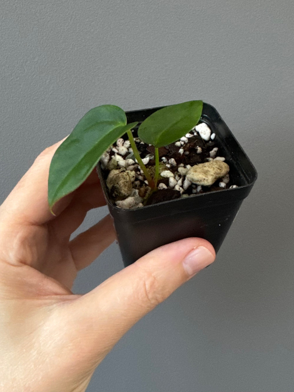 Anthurium (NoID x papi Indo) x (DHxRVC)