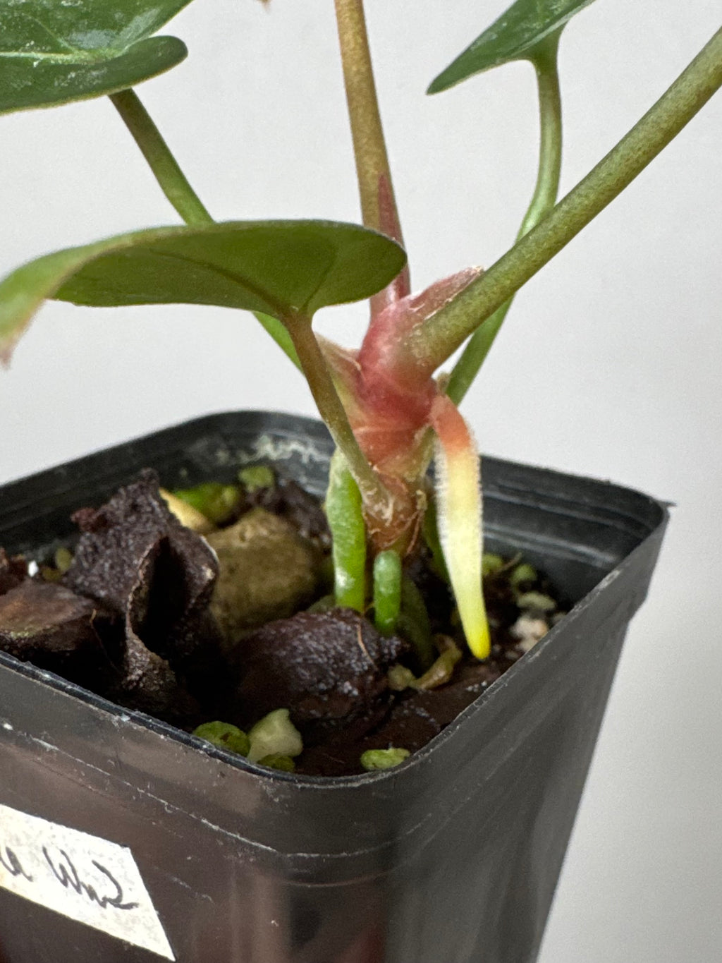Anthurium SKG Silver x Carlablackiae Wu2 (by miss_aracea)