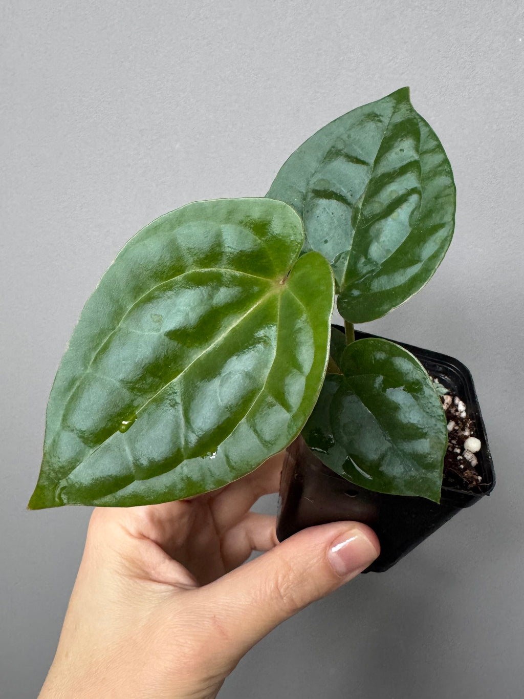 Anthurium ZxM x luxurians