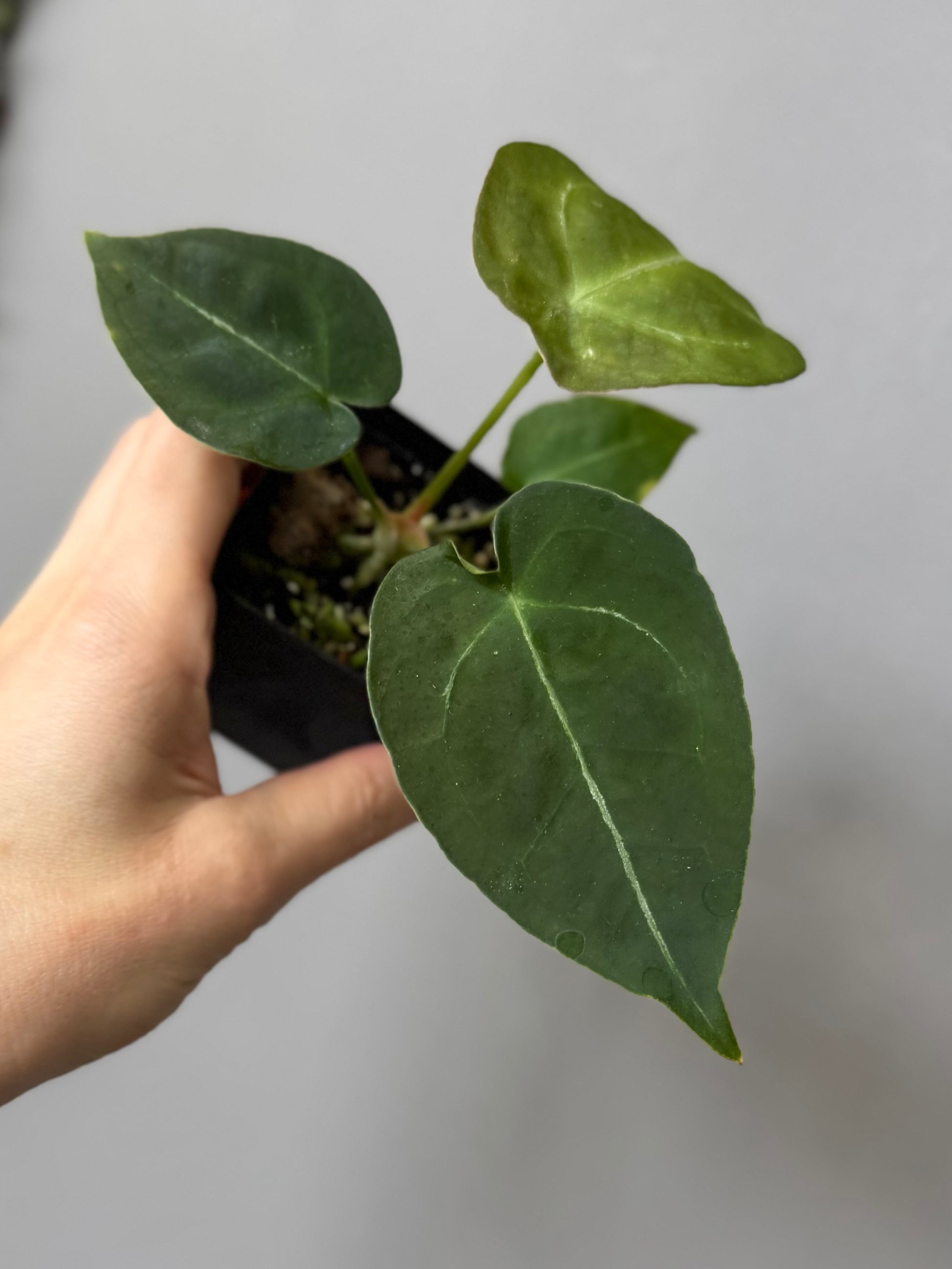 Anthurium forgetii (White Stripes x Dark Form)