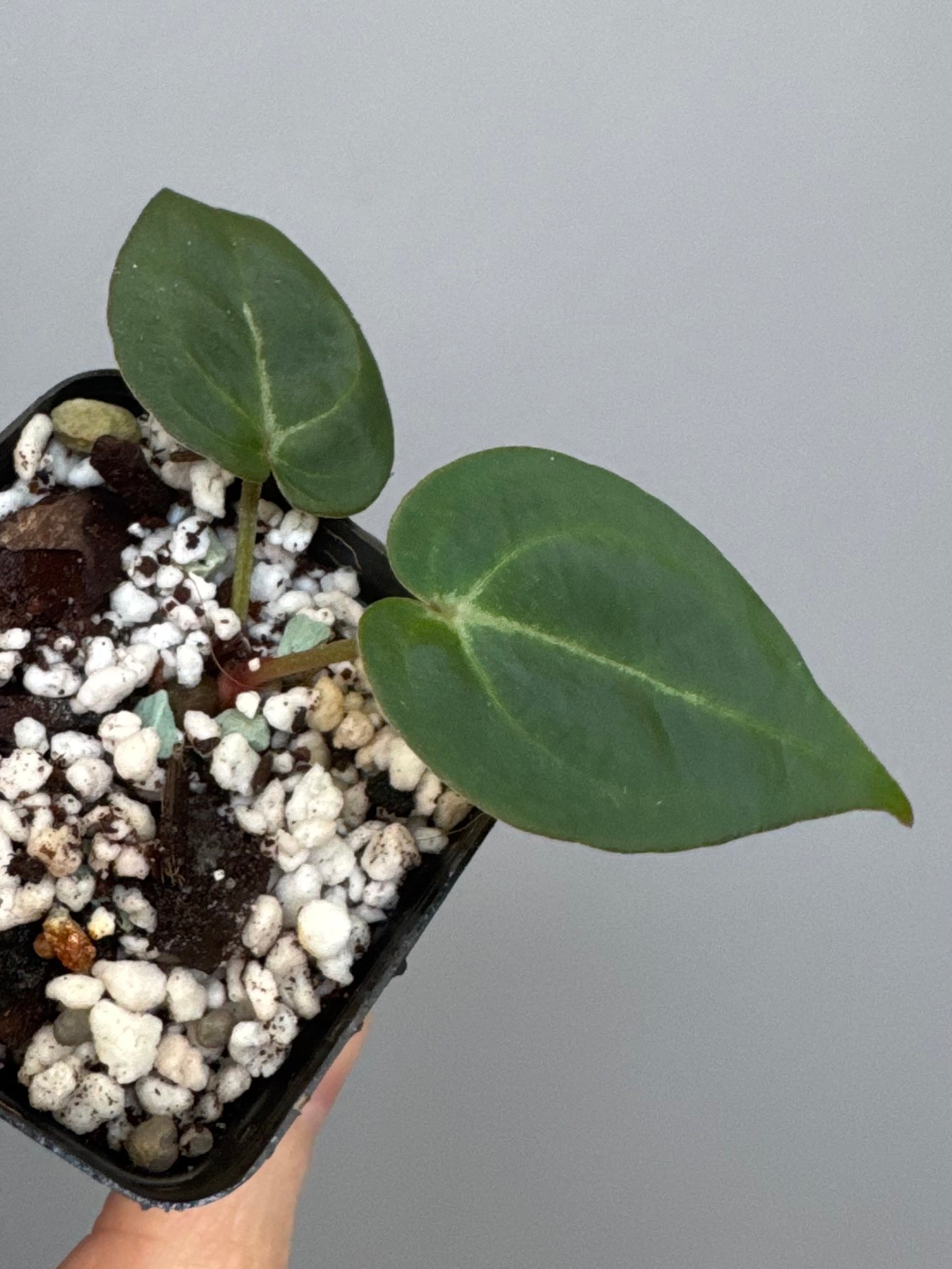 Anthurium ((magnificum x crystallinum) x NoID) X Michelle
