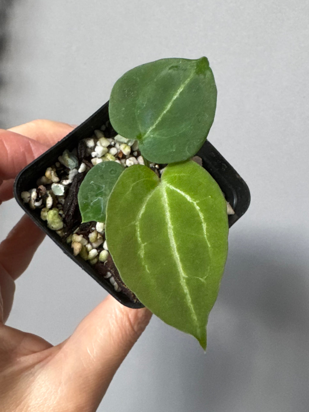 Anthurium Crystallinum x (Crystal Select Color x Michelle)