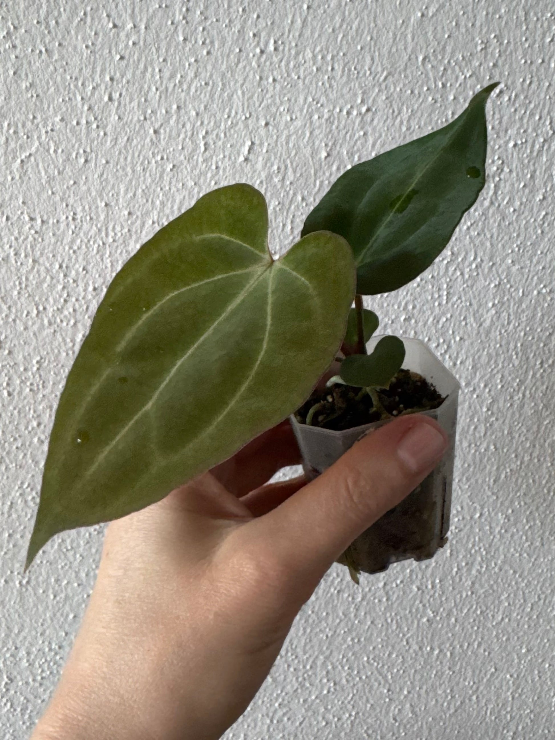 Anthurium (Papillilaminum Daniel x Besseae aff.) x  (NSE Red Crystallinum x Carlablackiae)