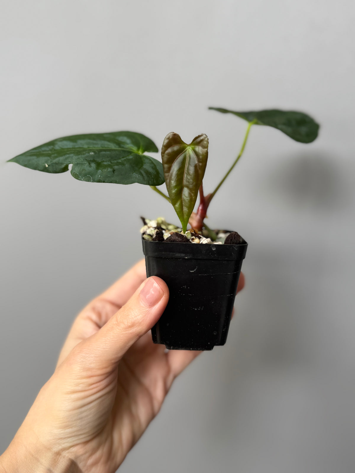 Anthurium (NoID x Papi Indo #2) x  (NoID x Papi Indo #1)