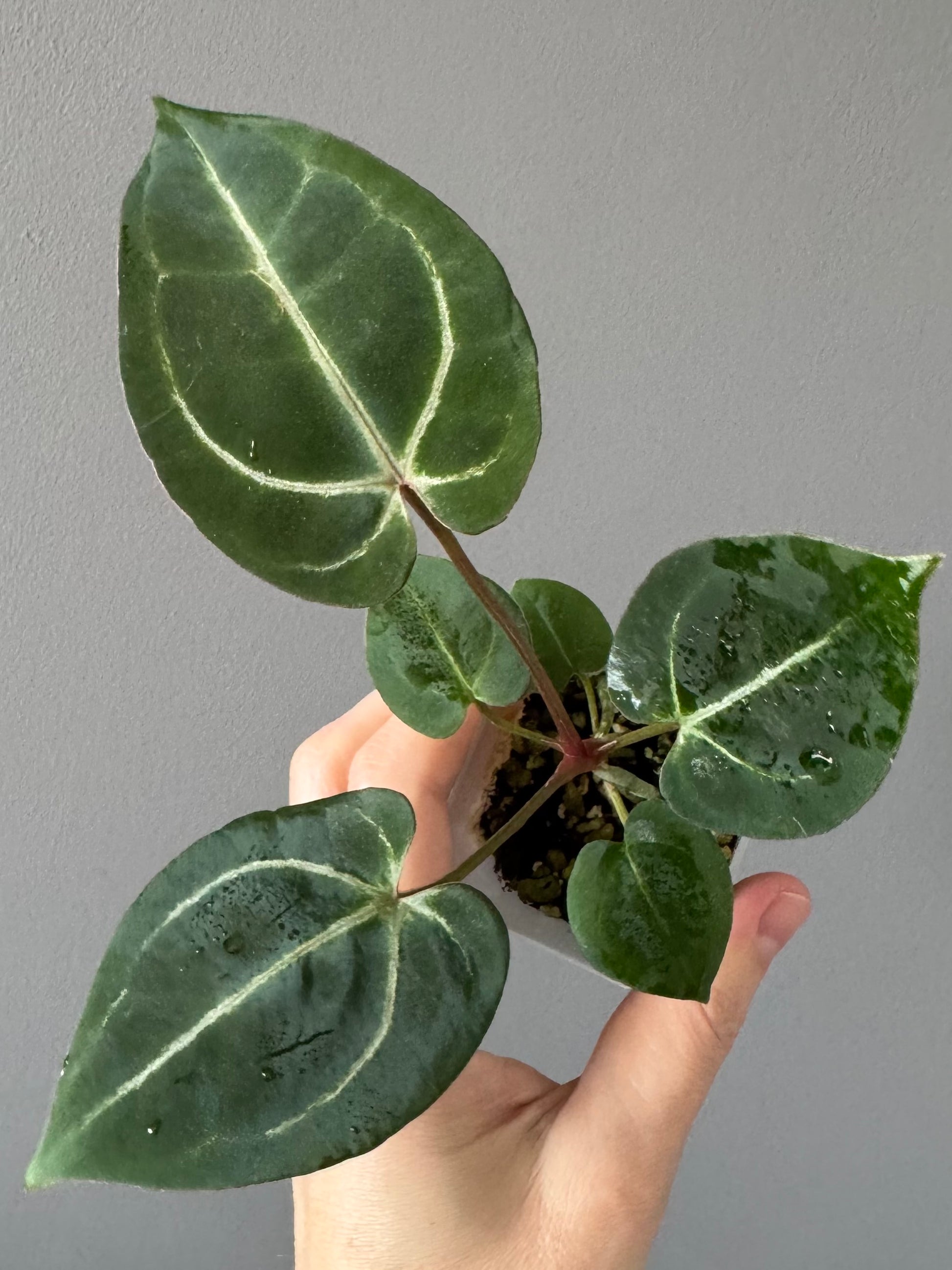 Anthurium (ZxM) x  (NSE Red Crystallinum x Carlablackiae)