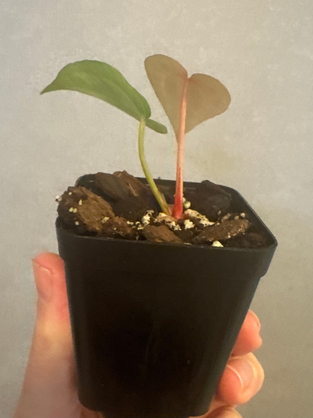Anthurium M x AOS dfxgf