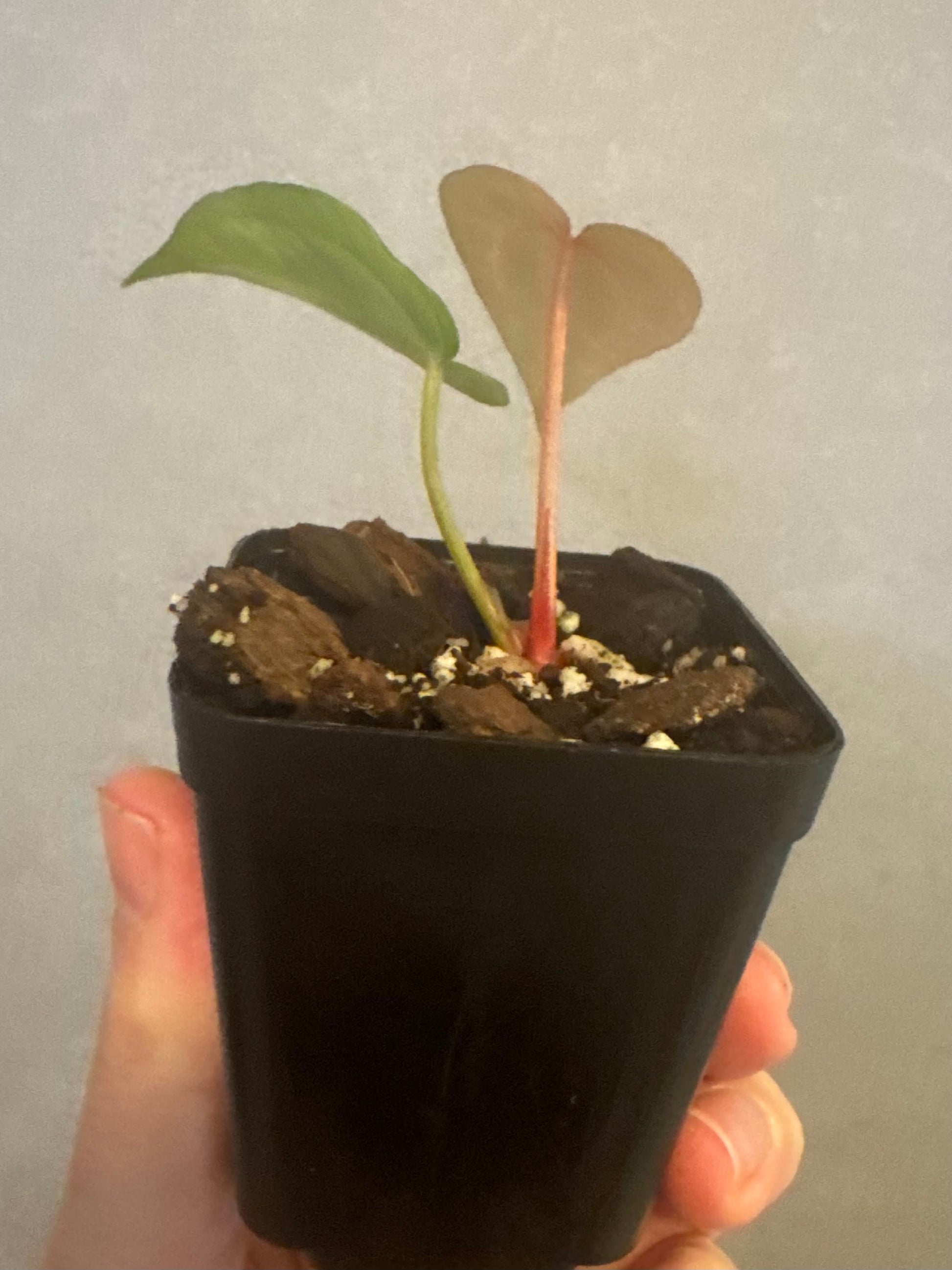 Anthurium M x AOS dfxgf