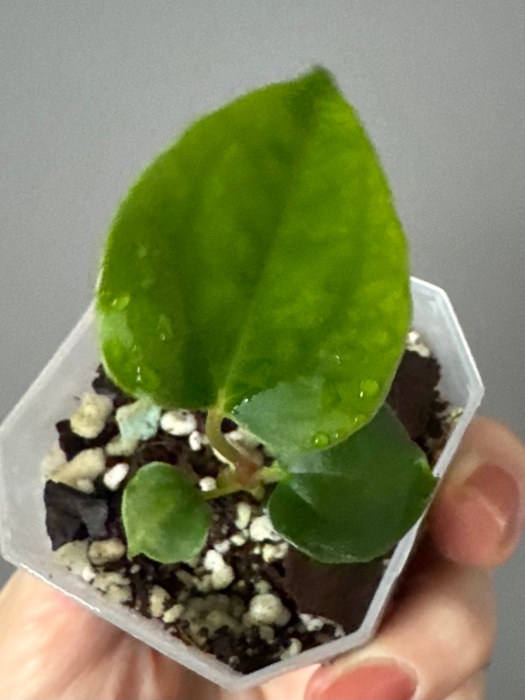 Anthurium papillilaminum Ralph Lynam xself (Dwane)