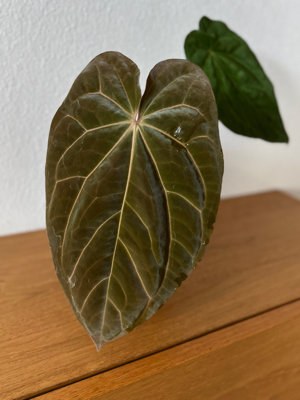 Anthurium carlablackiae RA13 x BVEP OG1 (#2)