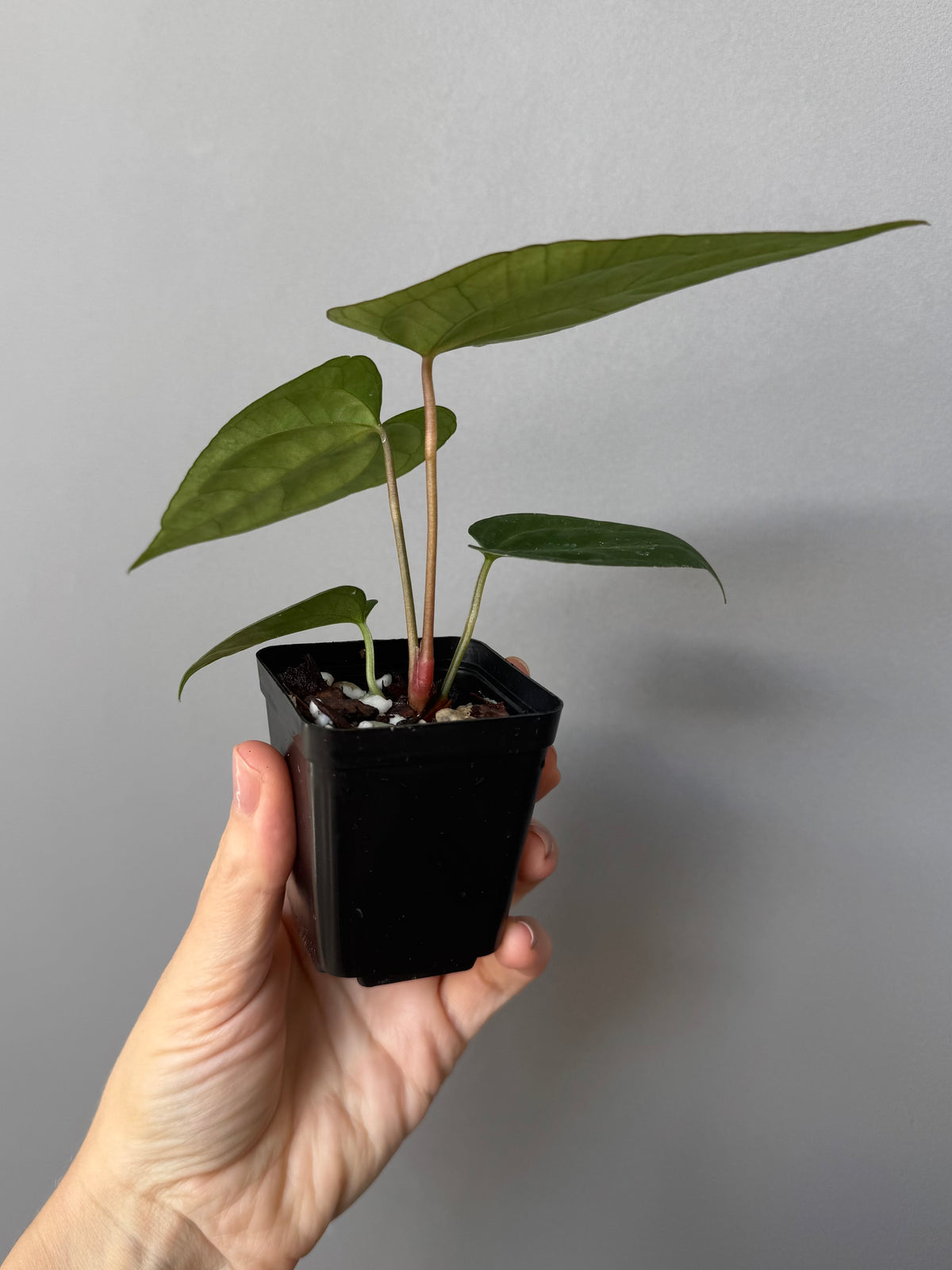 Anthurium (AOS x Carla) x RVDP