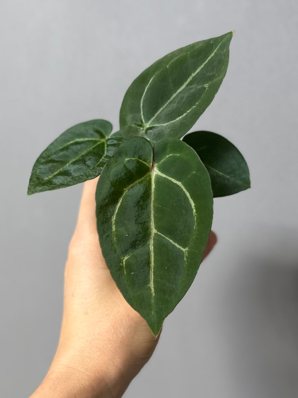 Anthurium Michelle x (AOS x Carlablackiae)