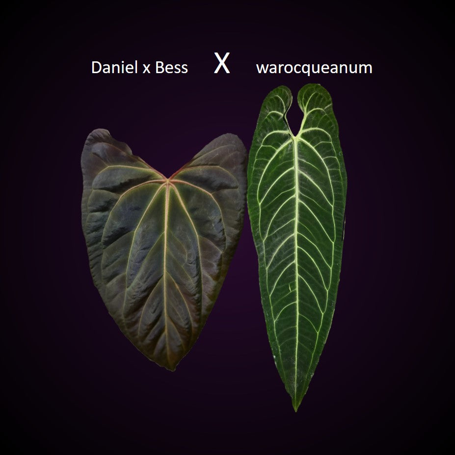 (Papillilaminum Daniel x Besseae aff.) X warocqueanum
