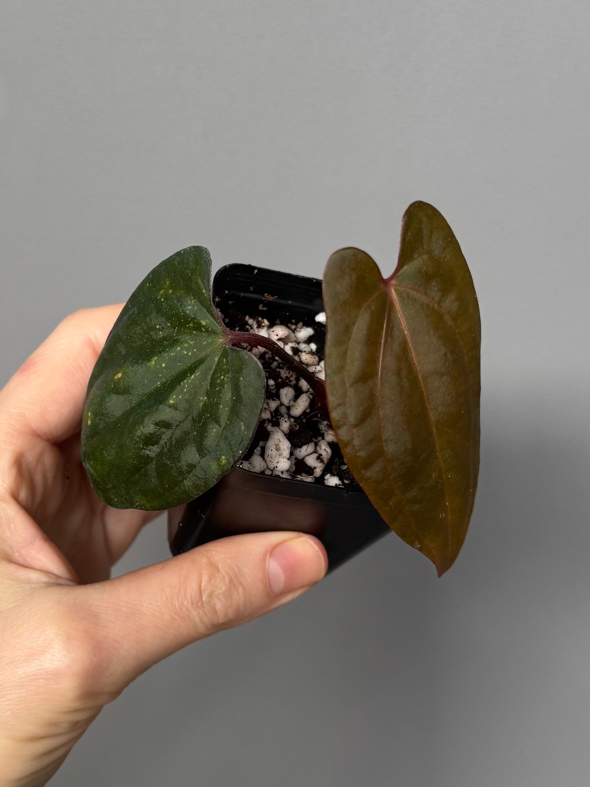 Anthurium RVDP - Red Vein Dark Phoenix - Klon