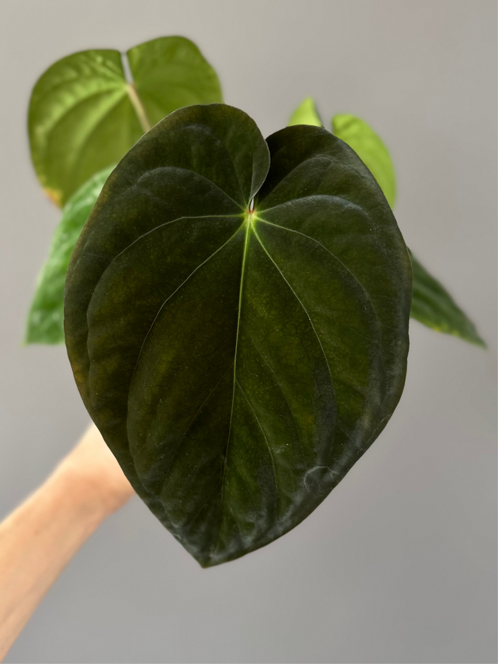Anthurium BVEP RF1 x Dark Star (Grant)