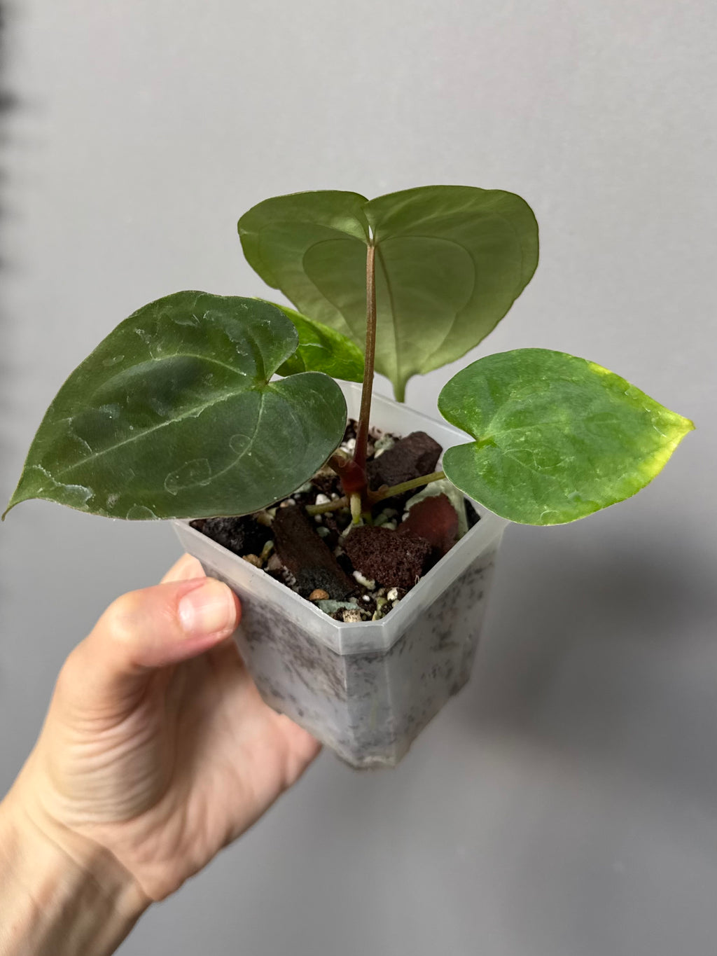Anthurium Besseae aff. x Papillilaminum