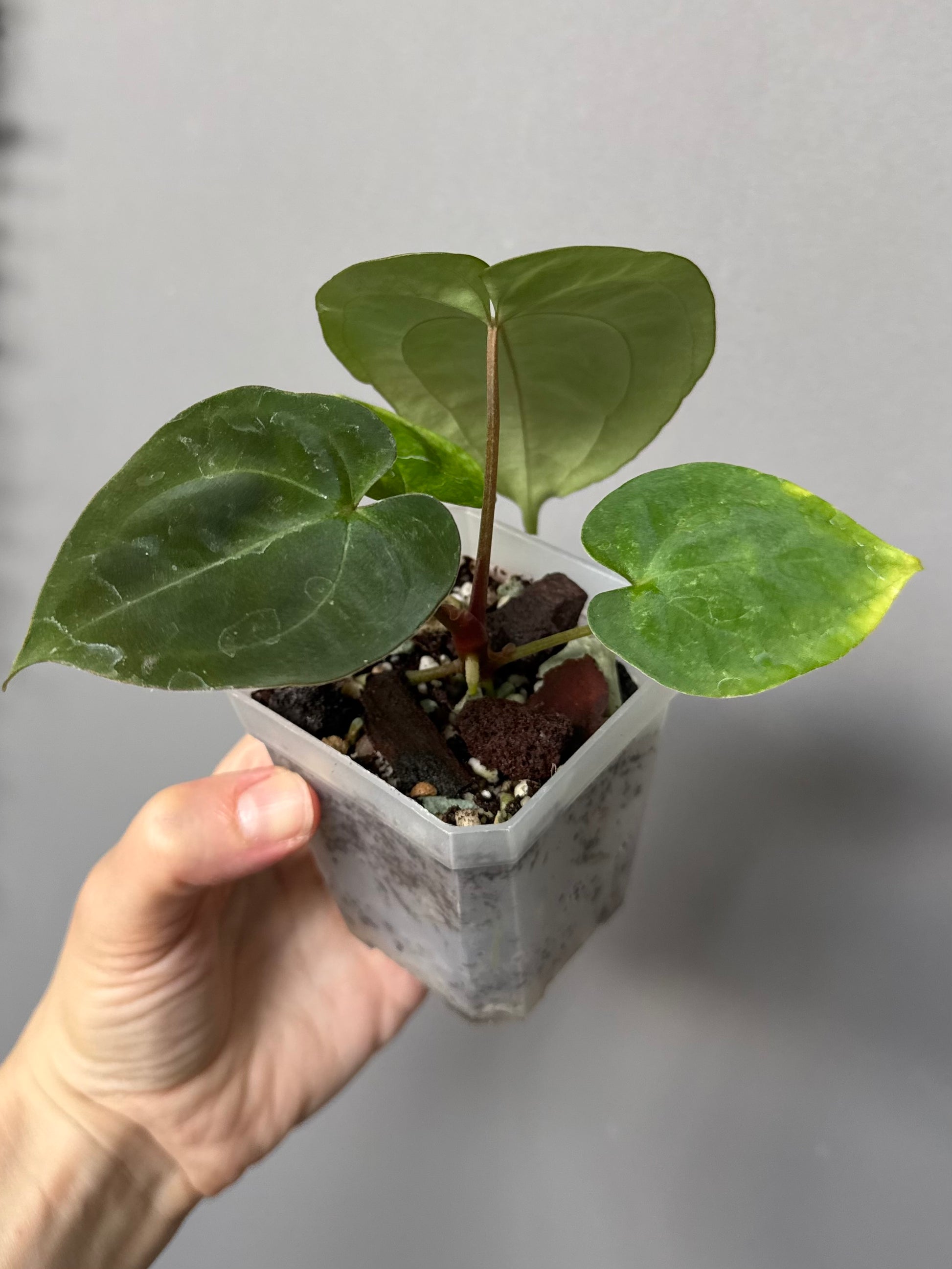 Anthurium Besseae aff. x Papillilaminum