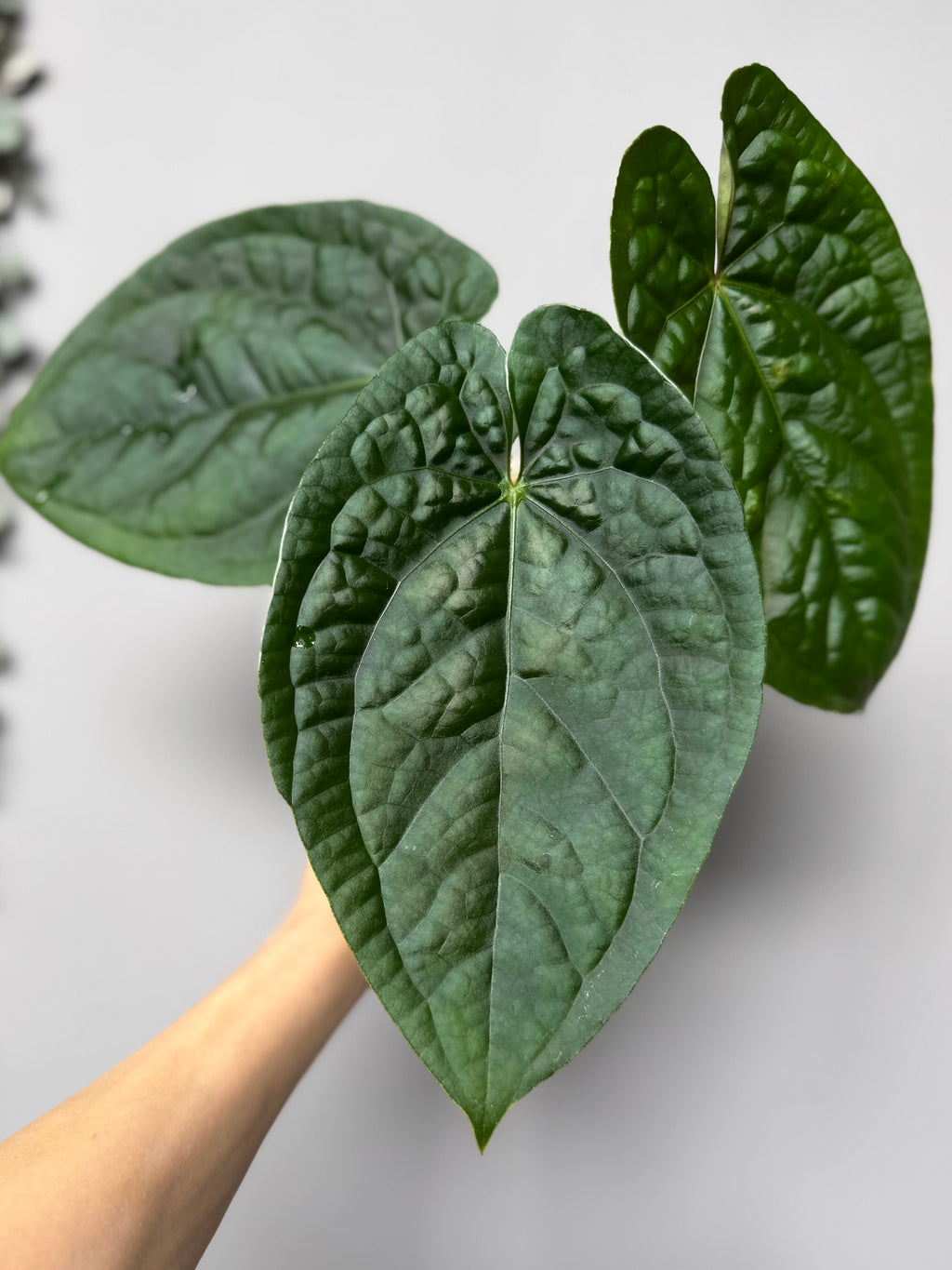 Anthurium (luxurians x forgetii) x besseae aff. (#1)