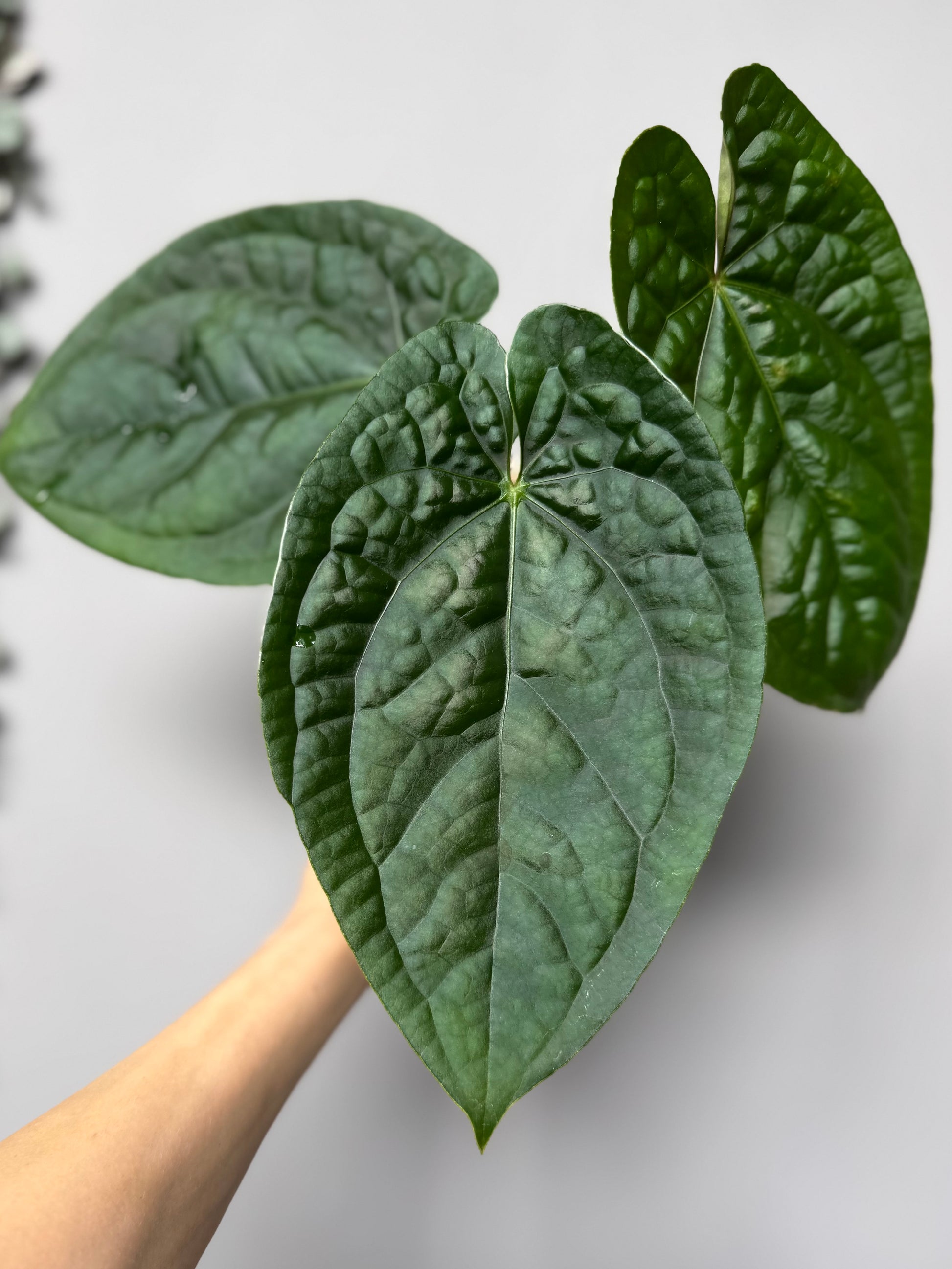 Anthurium (luxurians x forgetii) x besseae aff. (#1)