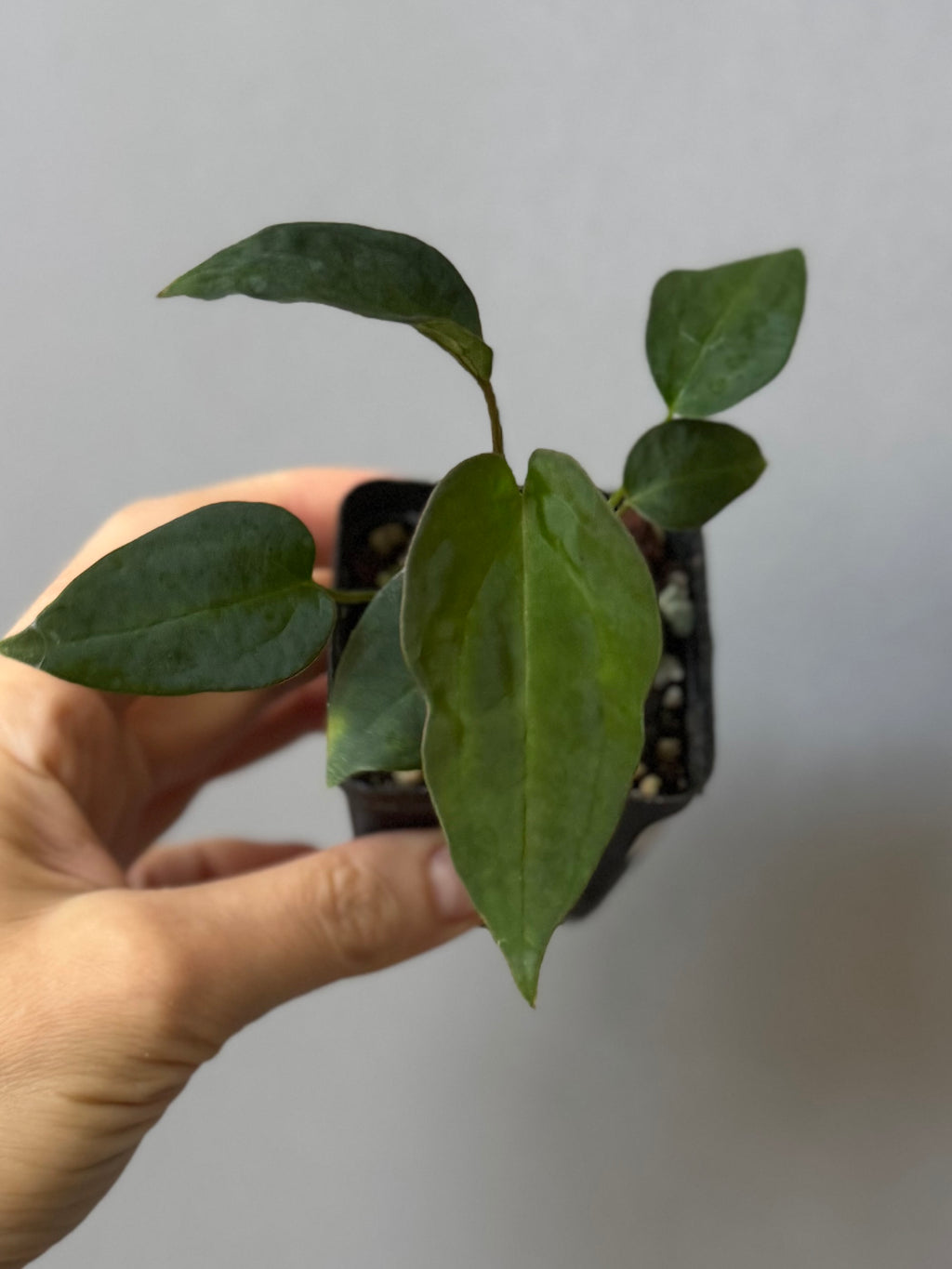 Anthurium (MagCrystal x NoID) x Papillilaminum
